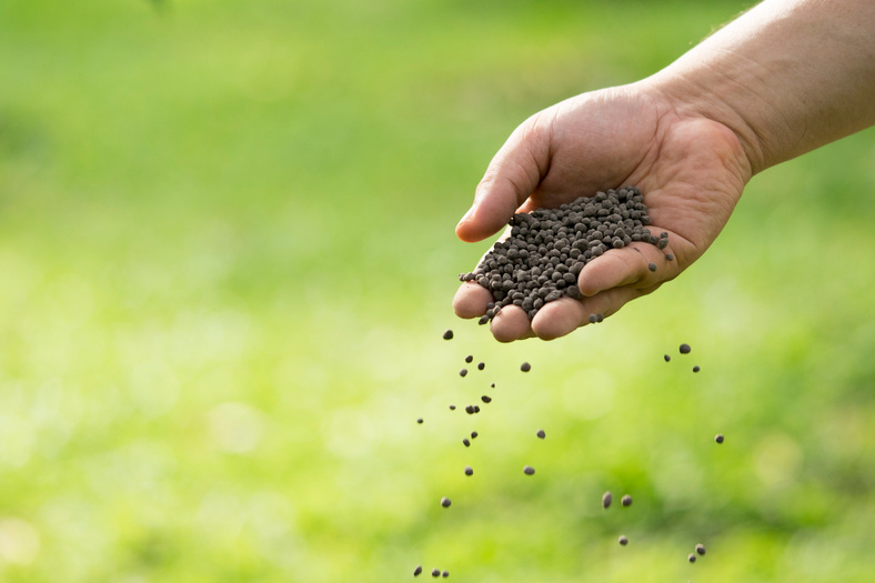 Man's hand is sowing fertilizer. Important steps to take care of plants.